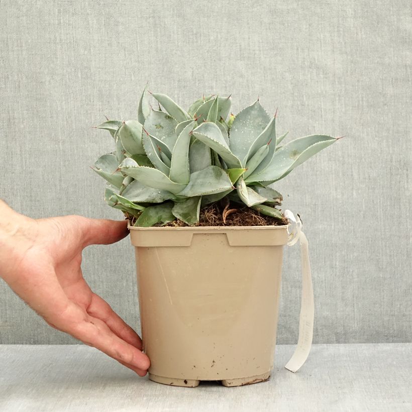 Spécimen de Agave pygmae Dragon Toes Pot de 3L/4L tel que livré en été