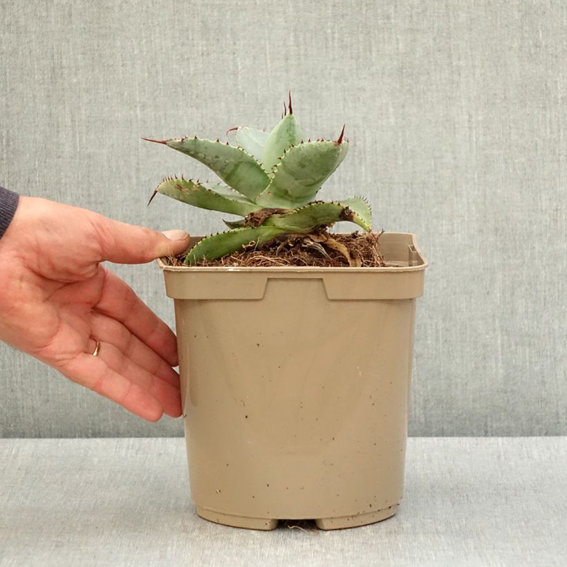Spécimen de Agave pygmae Dragon Toes - Pot de 3L/4L tel que livré au printemps