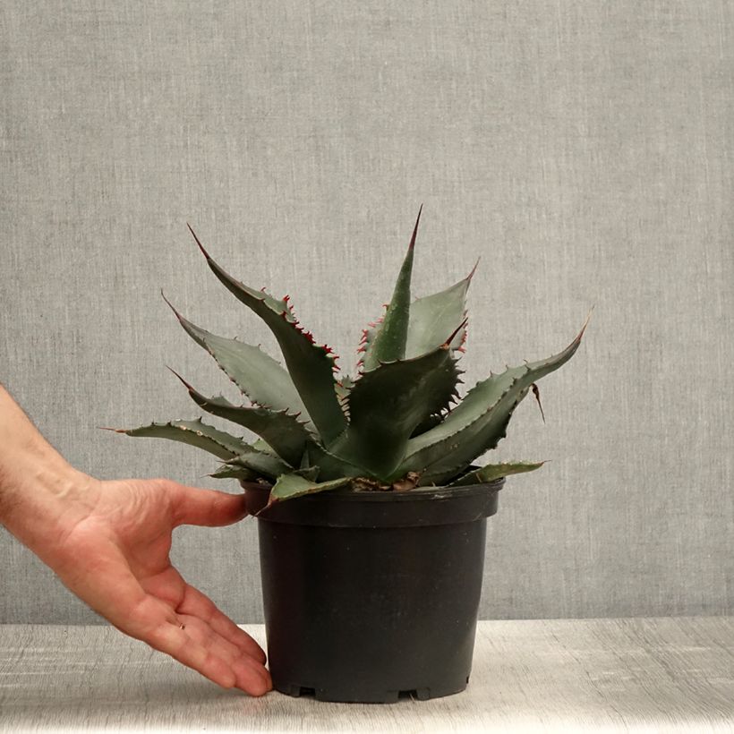 Spécimen de Agave salmiana - Agave de Salm Pot de 3L/4L tel que livré au printemps