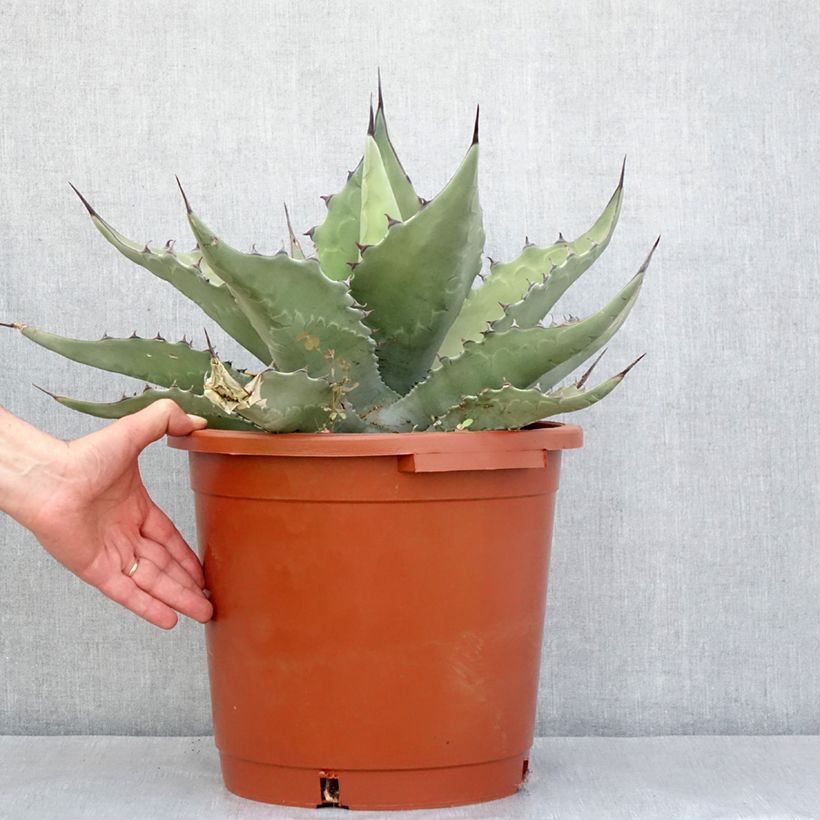 Spécimen de Agave salmiana subsp. crassispina Pot de 12L/15L, 40/50 diamètre tel que livré au printemps