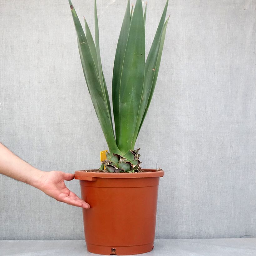 Spécimen de Agave sisalana - Sisal Pot de 12L/15L, 40/50 diamètre tel que livré au printemps