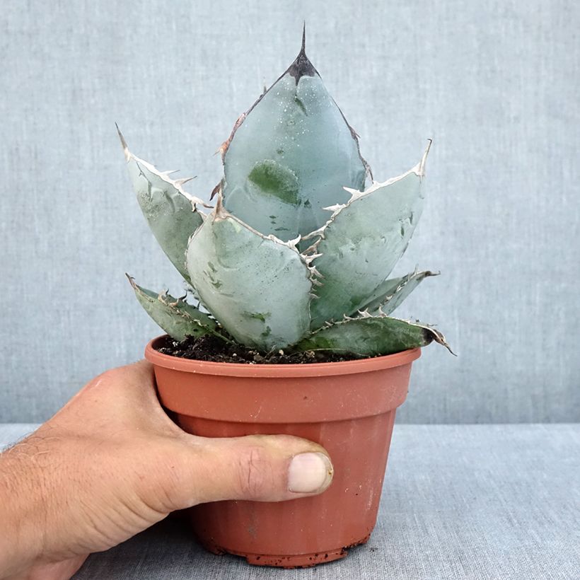 Spécimen de Agave titanota Pot de 12 cm / 13 cm tel que livré en été
