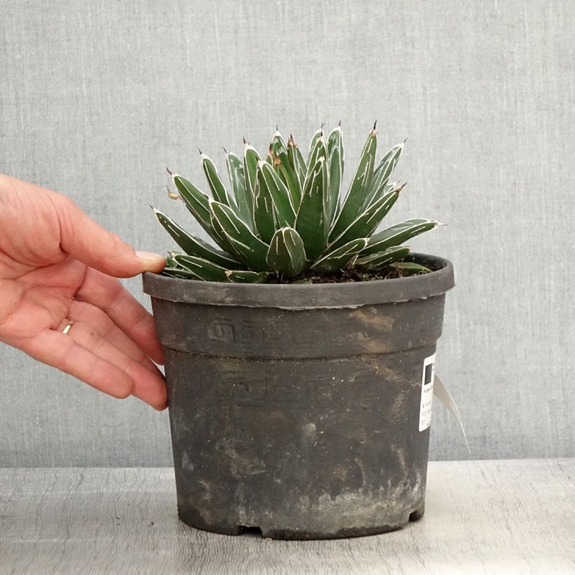 Spécimen de Agave victoriae reginae - Agave de la Reine Victoria Pot de 4L/5LHauteur livrée env. 10cm tel que livré au printemps