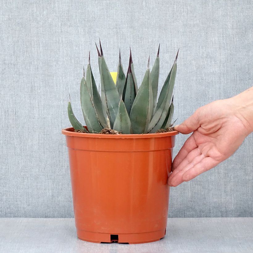 Spécimen de Agave x nigra - Pot de 4L/5L tel que livré au printemps