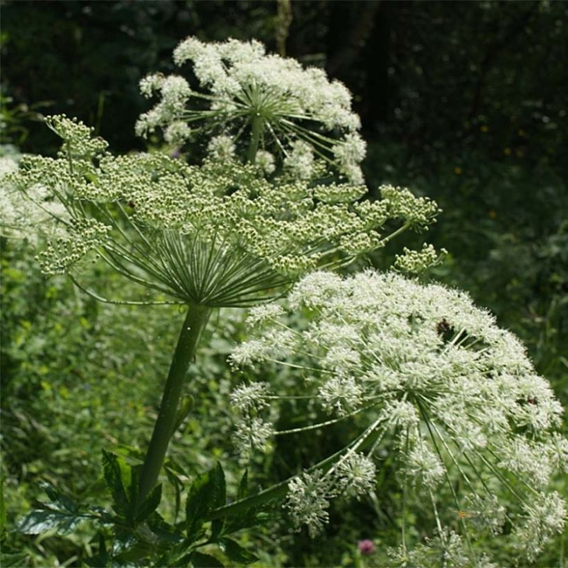 Peucedanum ostruthium Daphnis, Imperatoire (Floraison)