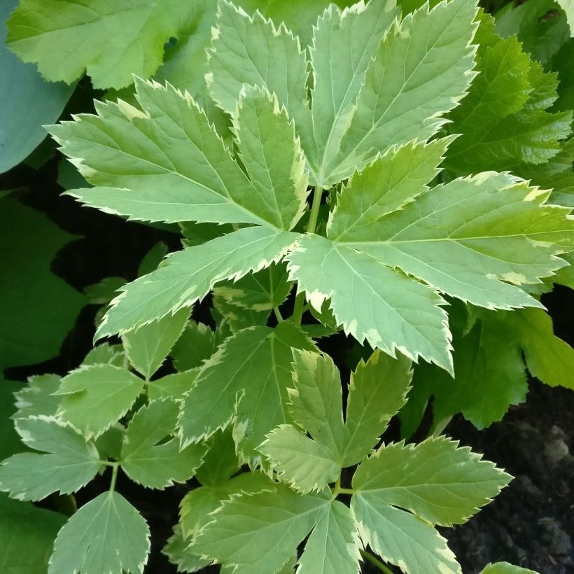 Peucedanum ostruthium Daphnis, Imperatoire (Feuillage)