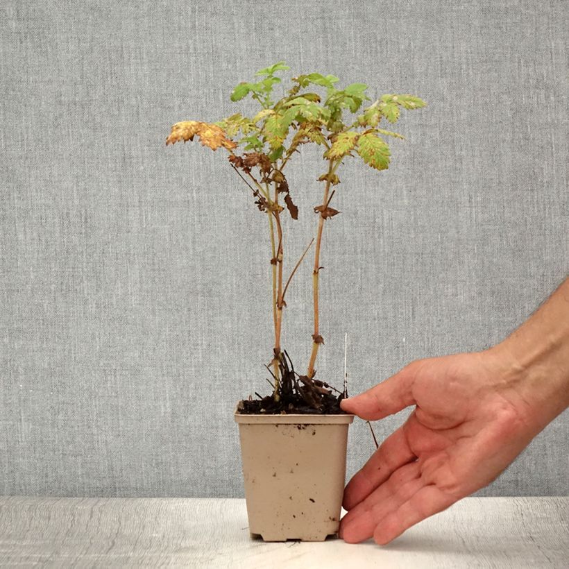 Spécimen de Agrimonia eupatoria Alba Godet de 8/9 cm tel que livré en été