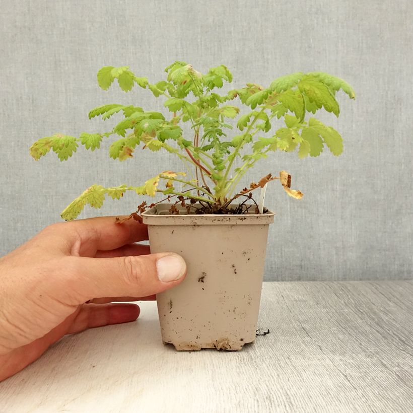 Spécimen de Aigremoine eupatoire - Agrimonia eupatoria Godet de 8/9 cm tel que livré en été