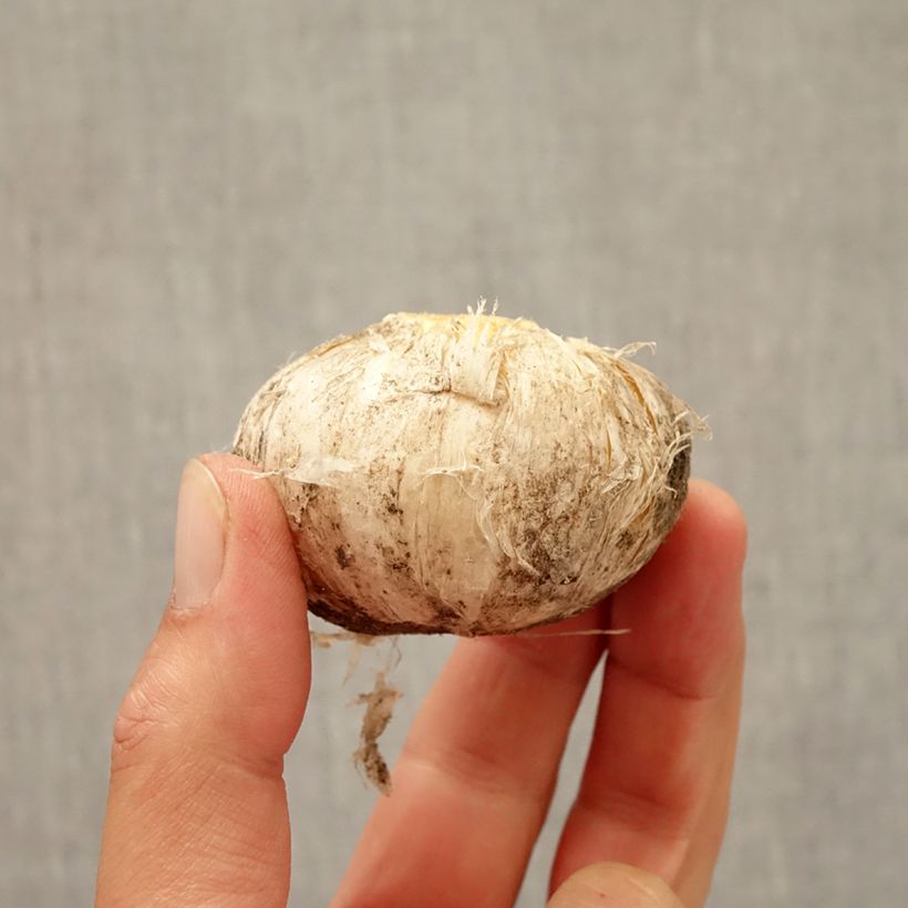 Spécimen de Ail d'ornement - Allium aflatunense Lucy Ball* Bulbe tel que livré en automne