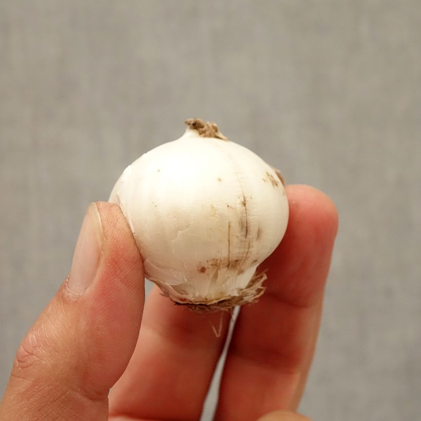 Spécimen de Ail d'ornement - Allium aflatunense Purple Sensation Bulbe tel que livré en automne