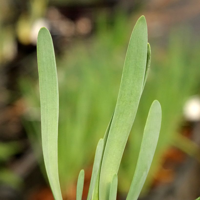 Ail d'ornement - Allium Bubble Bath (Feuillage)