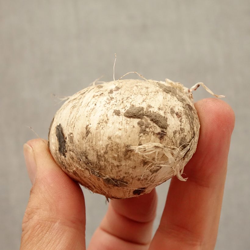 Spécimen de Ail d'ornement - Allium Forelock Bulbe tel que livré en automne