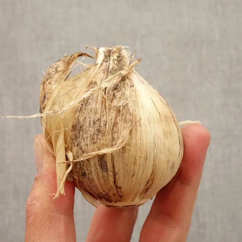 Spécimen de Ail d'ornement - Allium giganteum Bulbe tel que livré en automne
