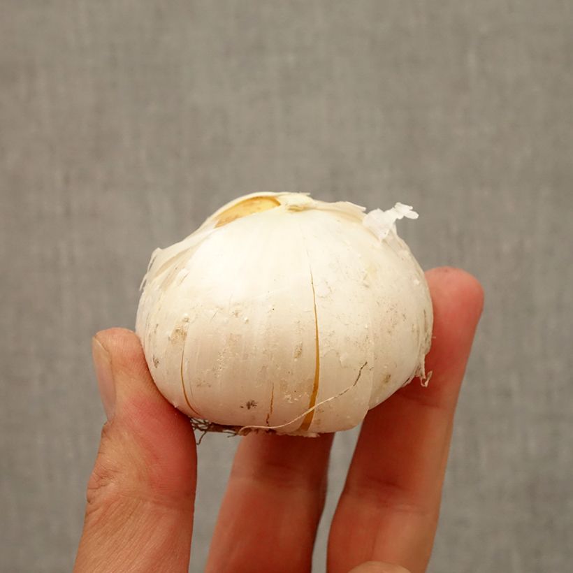 Spécimen de Ail d'ornement - Allium Gladiator Bulbe tel que livré en automne