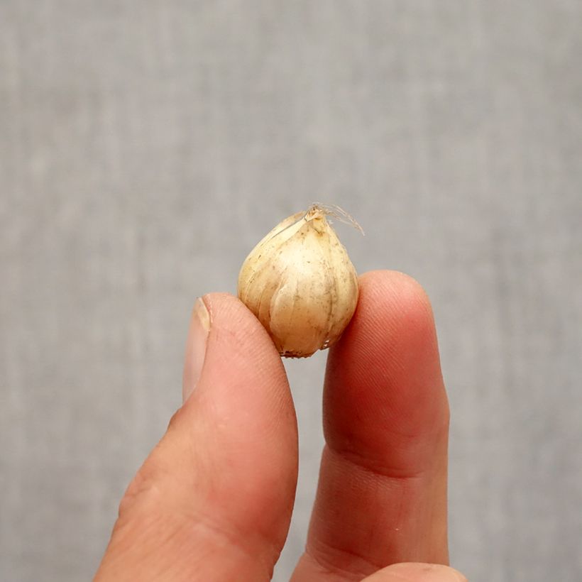 Spécimen de Ail d'ornement - Allium Hair Bulbe tel que livré en automne
