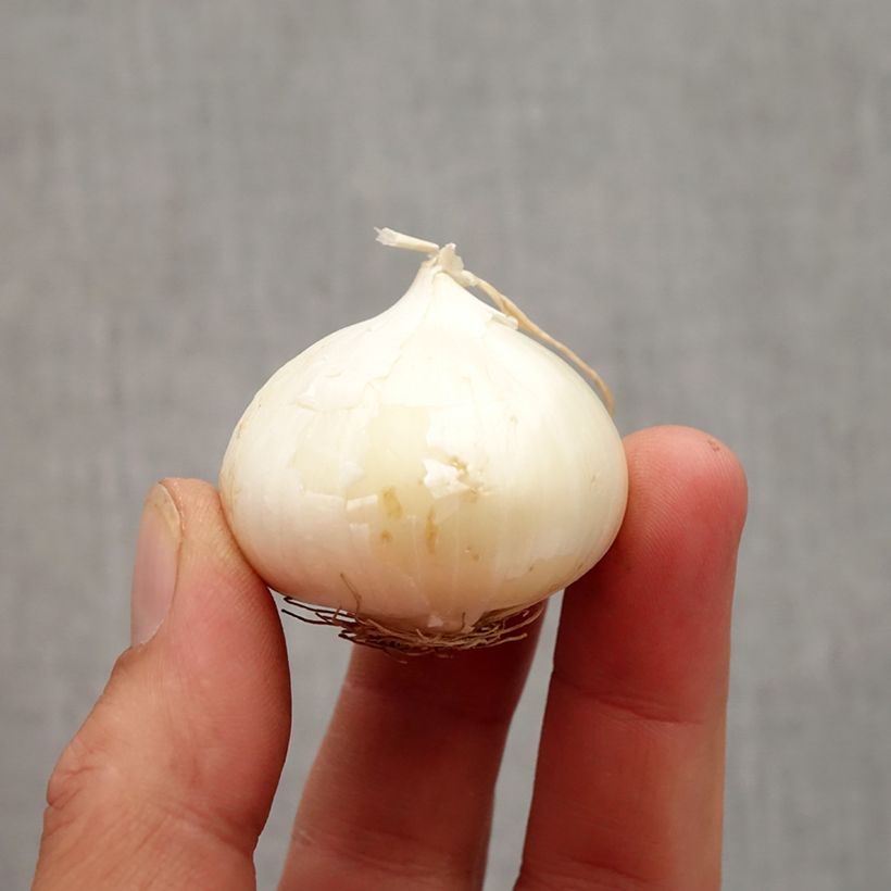 Spécimen de Allium karataviense - Ail d'ornement du Turkestan Bulbe calibre 12+ tel que livré en automne