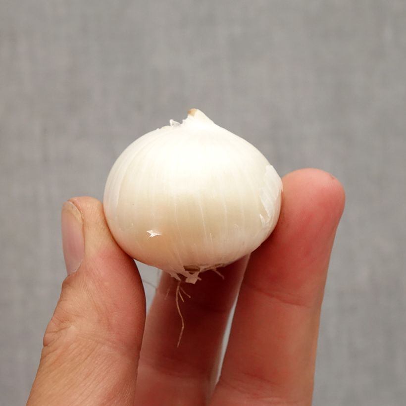 Spécimen de Ail d'ornement - Allium karataviense Ivory Queen Bulbe tel que livré en automne