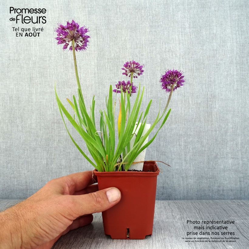Spécimen de Ail d'ornement - Allium Lavender Bubbles Godet de 8/9 cm tel que livré en été