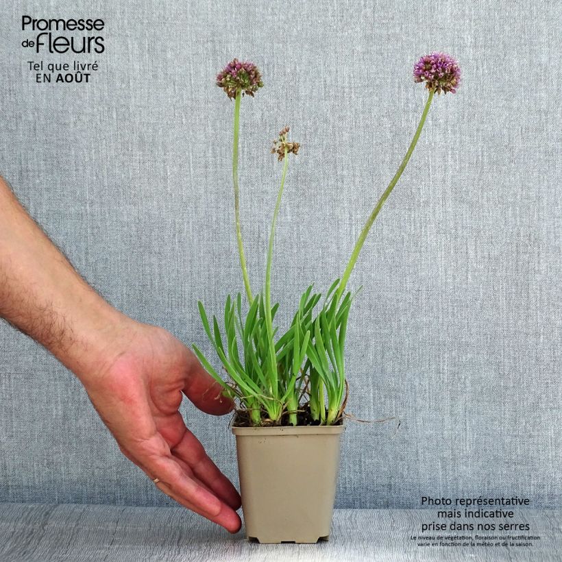 Spécimen de Ail d'ornement - Allium Little Sapphire Godet de 8/9 cm tel que livré en été