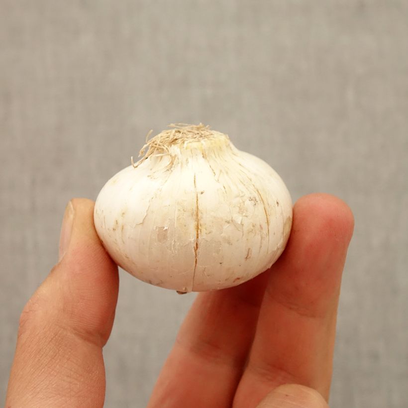 Spécimen de Ail d'ornement - Allium macleanii ou elatum Bulbe tel que livré en automne