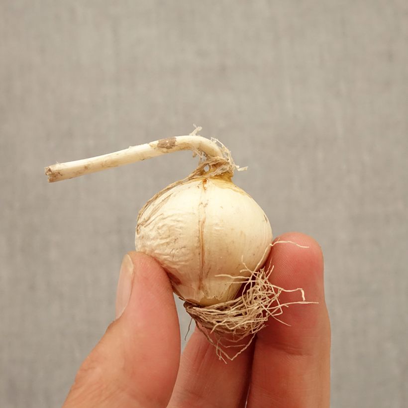 Spécimen de Ail d'ornement - Allium Miami Bulbe tel que livré en automne