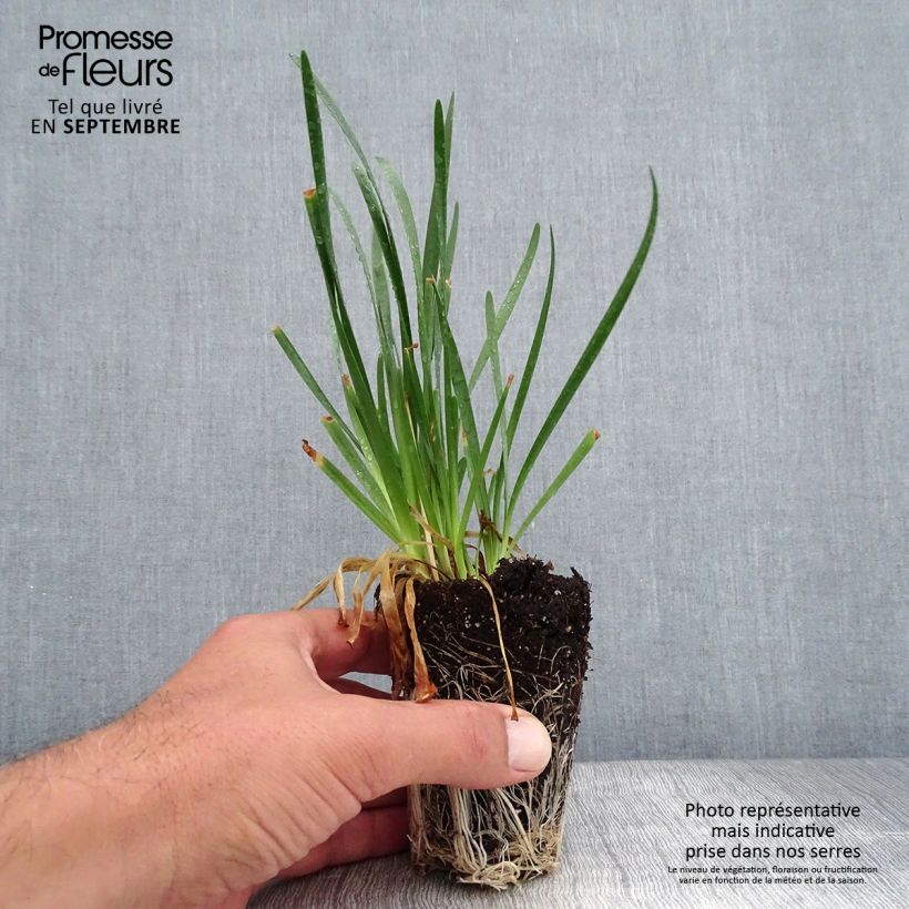 Spécimen de Ail d'ornement - Allium Millenium - Mini-motte Ø 3/4 cm tel que livré en automne
