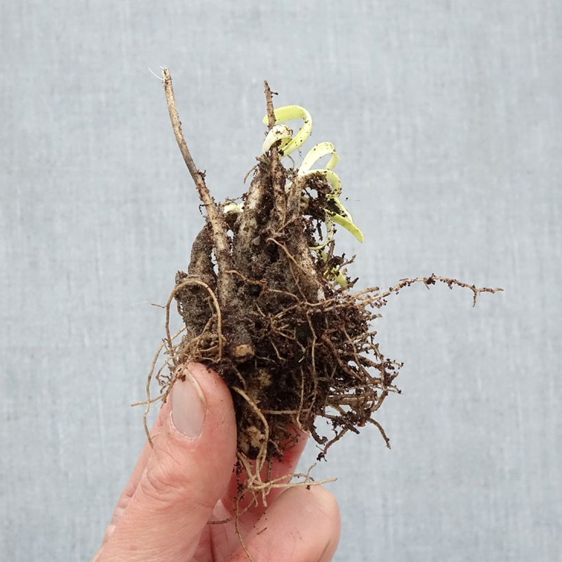 Spécimen de Ail d'ornement - Allium Millenium - Racines nues tel que livré en hiver