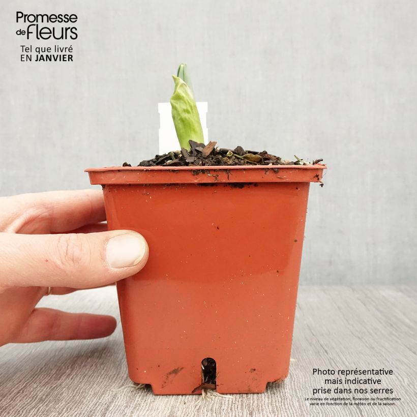 Spécimen de Ail d'ornement - Allium Mont Blanc Pot de 1L/1,5L tel que livré en hiver