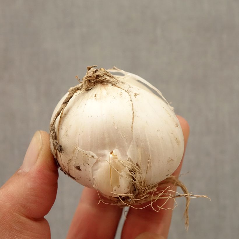 Spécimen de Ail d'ornement - Allium Mount Everest Bulbe tel que livré en automne
