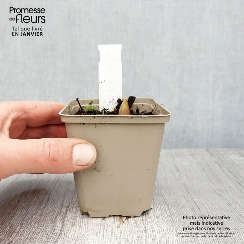 Spécimen de Ail d'ornement - Allium Ostara Godet de 8/9 cm tel que livré en hiver
