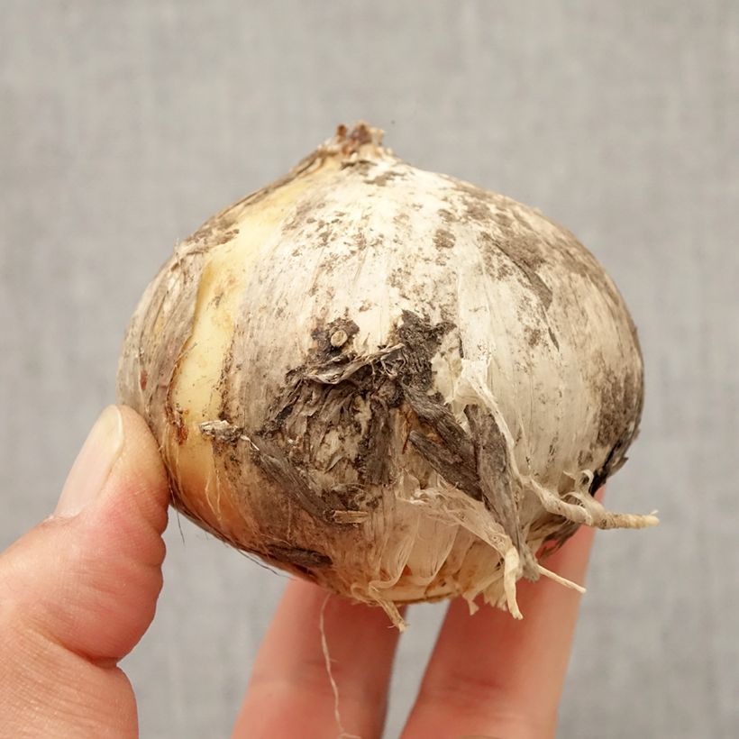 Spécimen de Ail d'ornement - Allium Round and Purple Bulbe tel que livré en automne