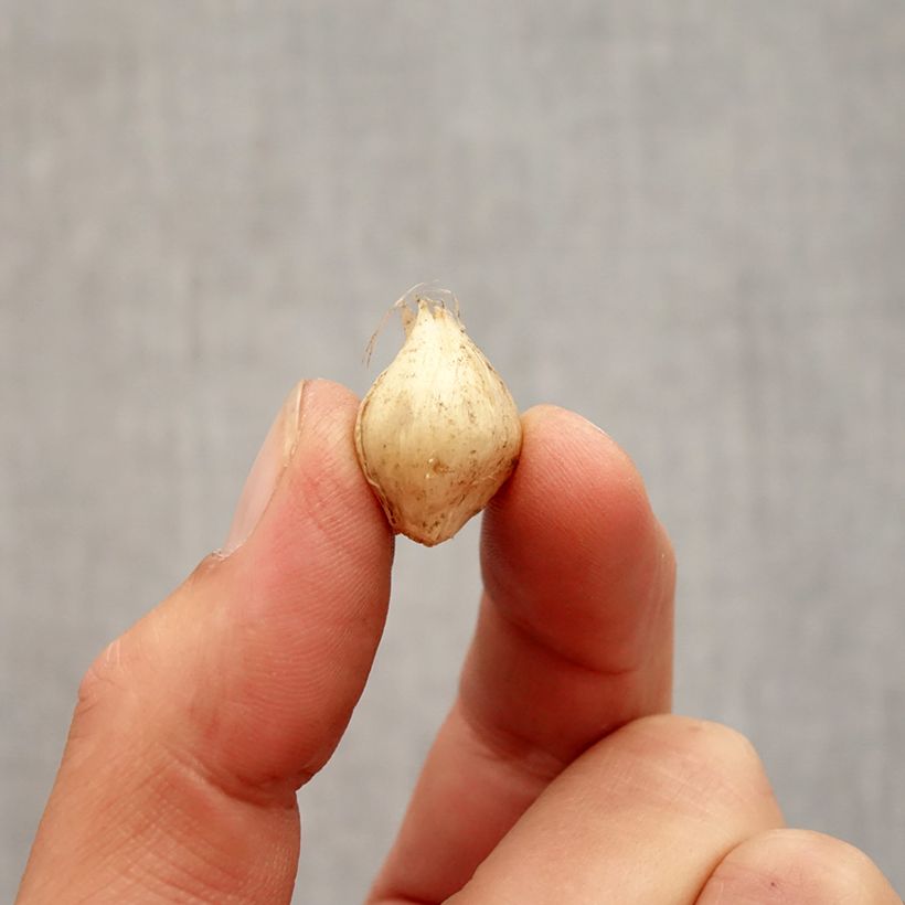 Spécimen de Ail d'ornement - Allium scorodoprasum Passion Bulbe calibre 5+ tel que livré en automne