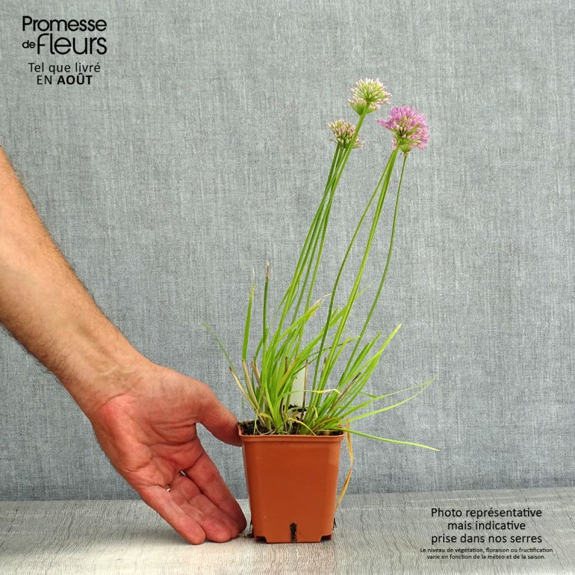 Spécimen de Ail d'ornement - Allium senescens Avatar Godet de 7/8 cm calibre I tel que livré en été