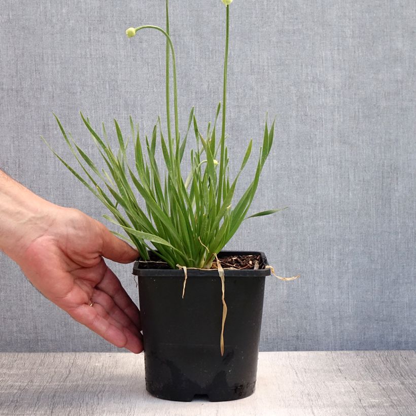 Spécimen de Ail d'ornement - Allium senescens In Orbit Pot de 2L/3L tel que livré en été