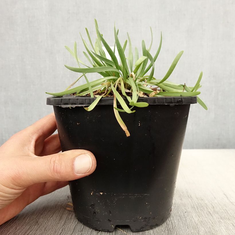 Spécimen de Ail d'ornement - Allium senescens In Orbit - Pot de 2L/3L tel que livré au printemps