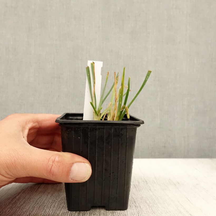 Spécimen de Ail d'ornement - Allium senescens Lisa Blue Godet de 8/9 cm calibre I tel que livré en automne
