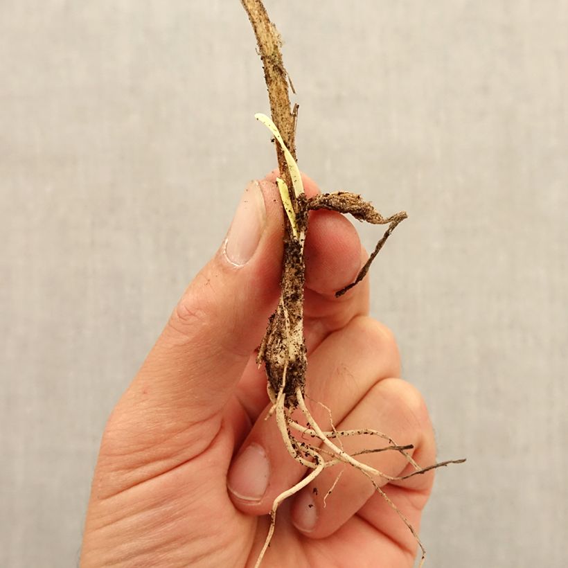 Spécimen de Ail d'ornement - Allium senescens subsp. montanum Bulbe tel que livré en automne