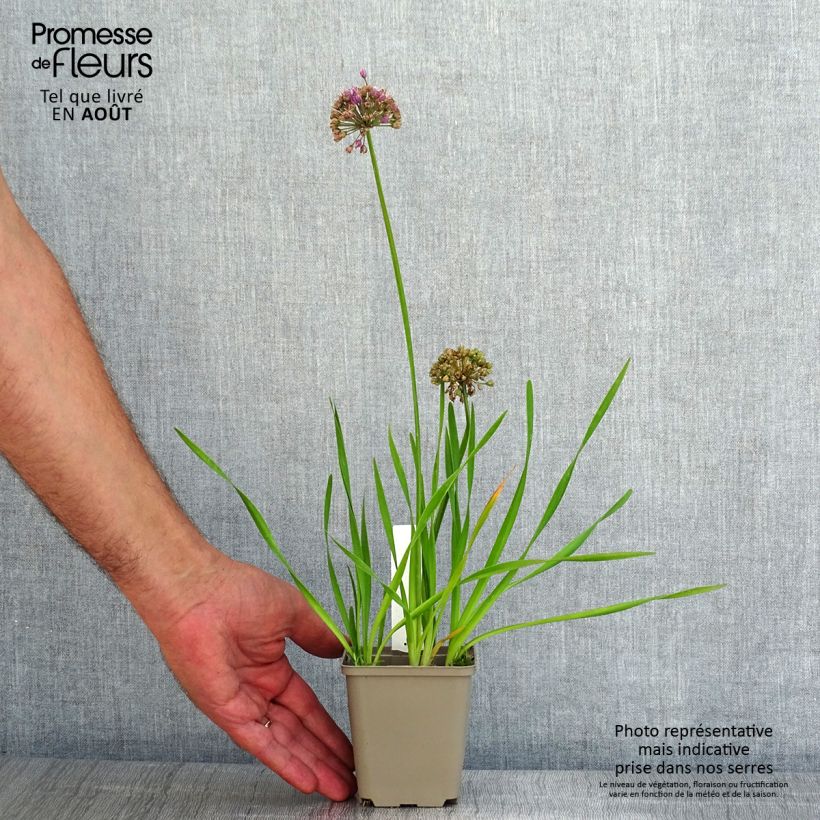 Spécimen de Ail d'ornement - Allium Serendipity Godet de 8/9 cm tel que livré en été