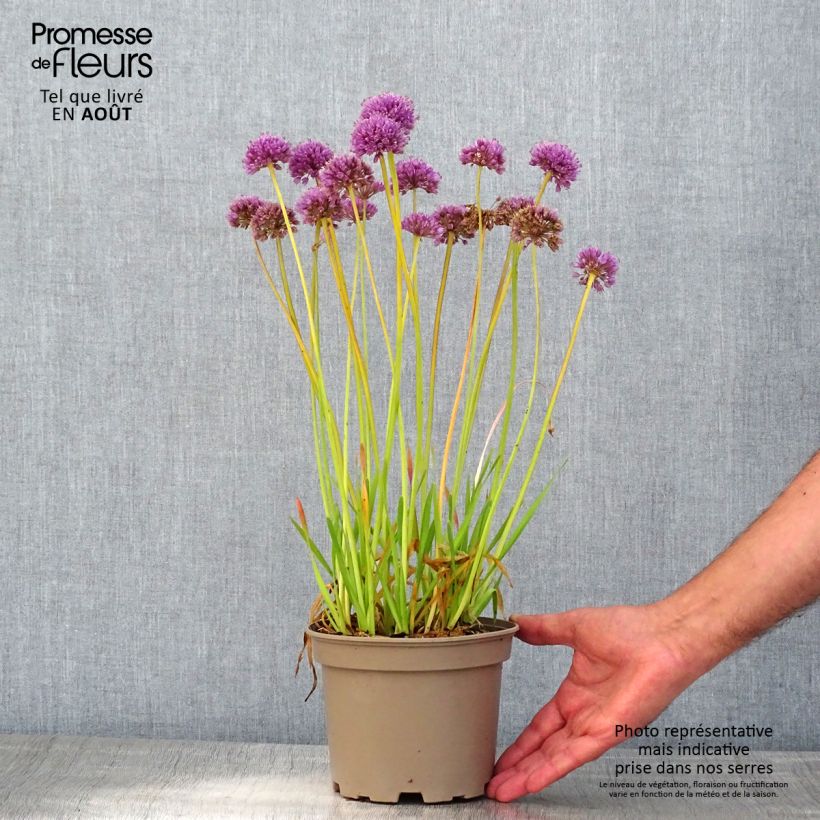 Spécimen de Ail d'ornement - Allium Serendipity Pot de 2L/3L tel que livré en été
