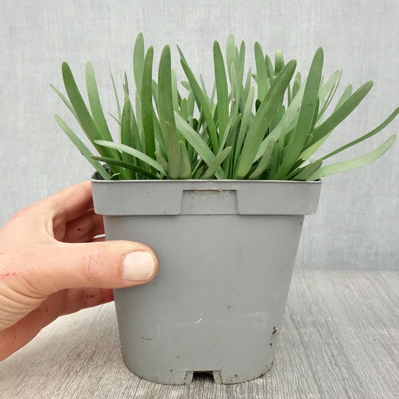 Spécimen de Ail d'ornement - Allium Serendipity - pot de 2L/3L tel que livré au printemps