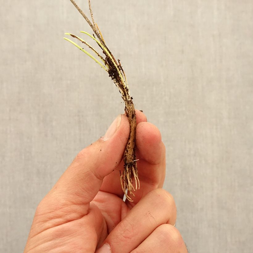 Spécimen de Ail d'ornement - Allium sikkimense Bulbe tel que livré en automne