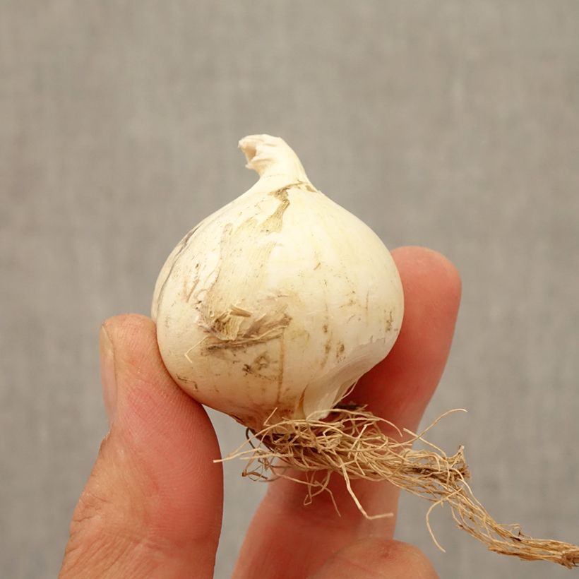 Spécimen de Ail d'ornement - Allium Summer Drummer Bulbe tel que livré en automne