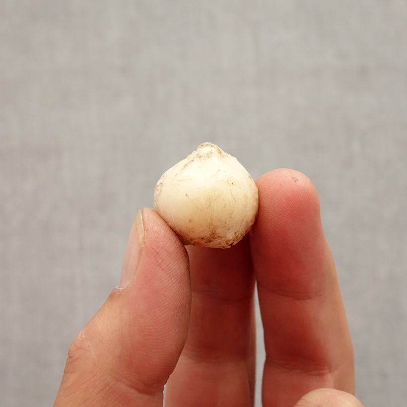 Spécimen de Ail d'ornement - Allium unifolium Bulbe tel que livré en automne