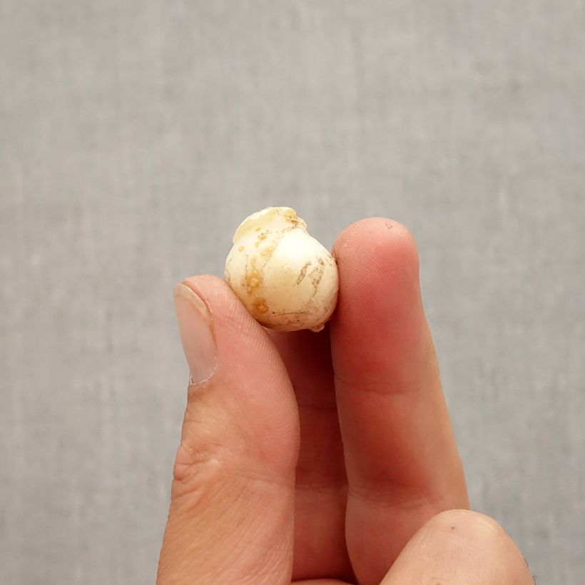 Spécimen de Ail d'ornement - Allium unifolium Eros - Bulbe tel que livré en automne