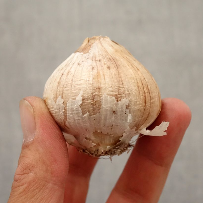 Spécimen de Ail d'ornement Etoile de Perse - Allium christophii ou albopilosum Bulbe tel que livré en automne