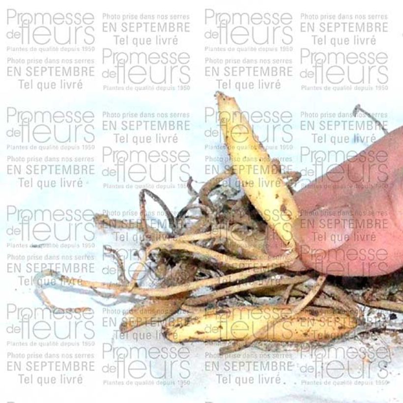 Exemple de spécimen de Ail des ours - Allium ursinum (Bulbes) Bulbe tel que livré