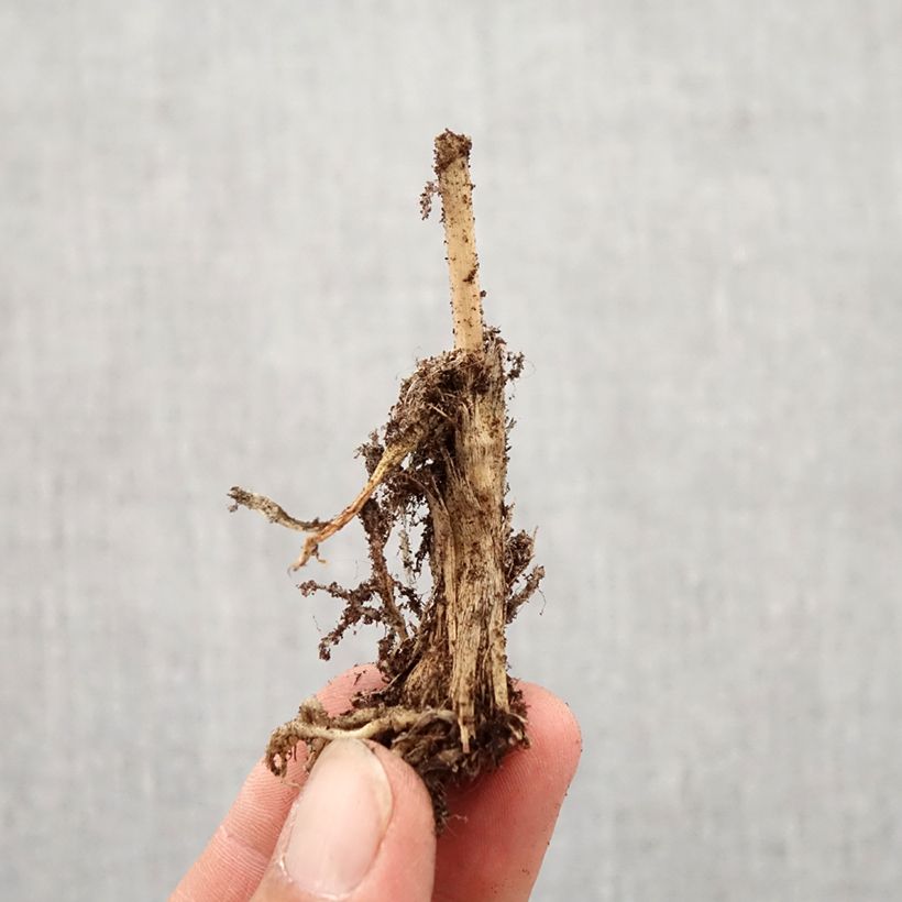 Spécimen de Ail odorant - Allium ramosum - Bulbe tel que livré en automne