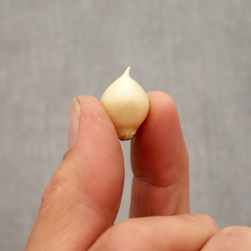 Spécimen de Ail rocambole - Allium scorodoprasum Bulbe calibre 5+ tel que livré en automne
