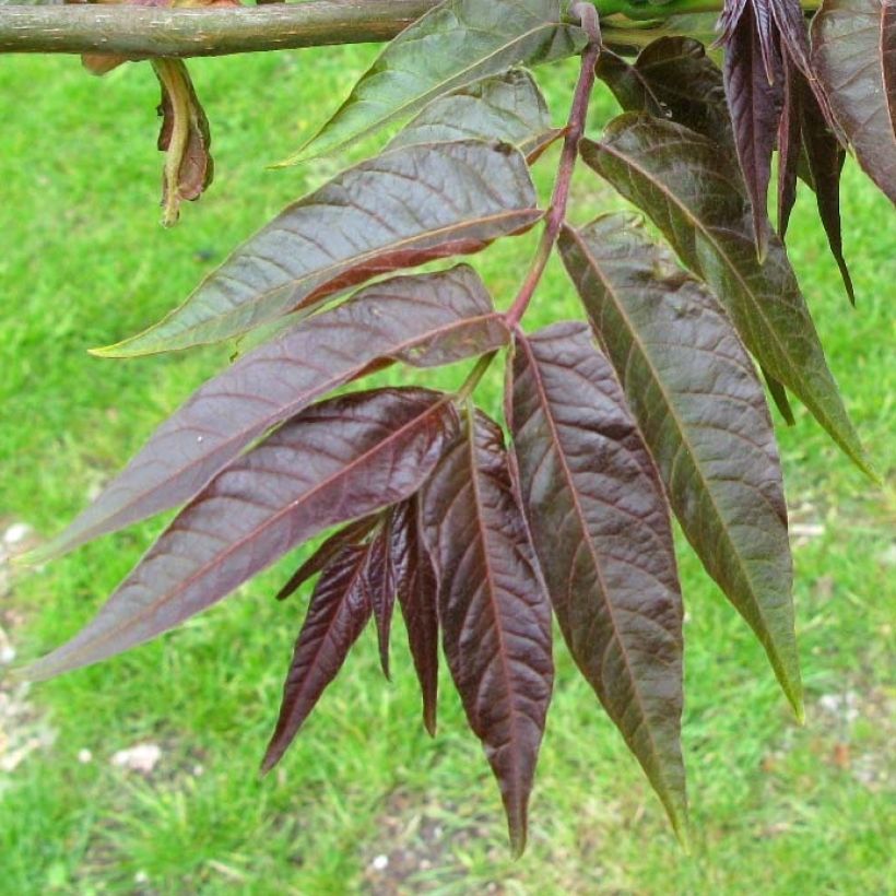 Ailanthus altissima Purple Dragon - Faux-Vernis du Japon. (Feuillage)