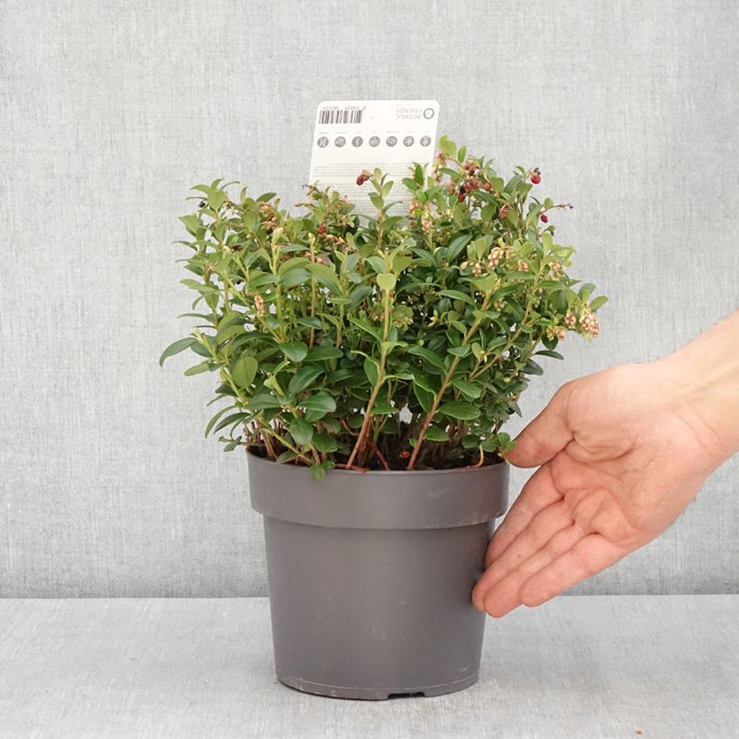Spécimen de Airelle rouge Red Candy - Vaccinum vitis-idaea Pot de 1.5L/2L tel que livré au printemps